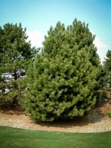 Сосна Чёрная (Pinus Nigra) купить по цене от 270.00р. в интернет-магазине «Посадика» с доставкой почтой в в Полярные Зорие и по всей России – [изображение №1].