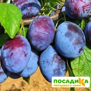 Слива Чачакская ранняя купить по цене от 229.00р. в интернет-магазине «Посадика» с доставкой почтой в в Полярные Зорие и по всей России – [изображение №1].