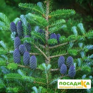 Пихта корейская (Abies koreana) купить по цене от 450.00р. в интернет-магазине «Посадика» с доставкой почтой в в Полярные Зорие и по всей России – [изображение №1].