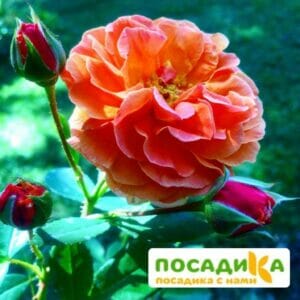 Роза Арабия купить по цене от 350.00р. в интернет-магазине «Посадика» с доставкой почтой в в Полярные Зорие и по всей России – [изображение №1].