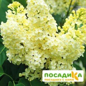 Сирень Примроуз (Primrose) купить по цене от 529.00р. в интернет-магазине «Посадика» с доставкой почтой в в Полярные Зорие и по всей России – [изображение №1].