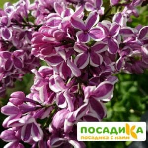 Сирень Сенсация купить по цене от 529.00р. в интернет-магазине «Посадика» с доставкой почтой в в Полярные Зорие и по всей России – [изображение №1].