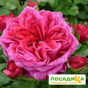 Шраб Роза Соул купить по цене от 390.00р. в интернет-магазине «Посадика» с доставкой почтой в в Полярные Зорие и по всей России – [изображение №1].