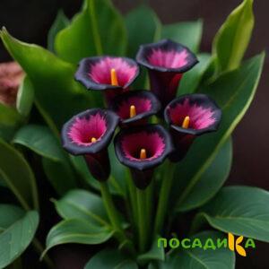 Калла Аура Лейс купить по цене от 400р. в интернет-магазине «Посадика» с доставкой почтой в в Полярные Зорие и по всей России – [изображение №1].