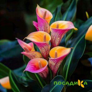 Калла Оникс купить по цене от 450р. в интернет-магазине «Посадика» с доставкой почтой в в Полярные Зорие и по всей России – [изображение №1].