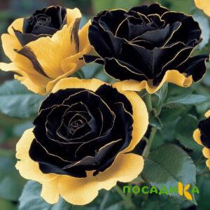 Роза Ханни Сикл купить по цене от 700р. в интернет-магазине «Посадика» с доставкой почтой в в Полярные Зорие и по всей России – [изображение №1].