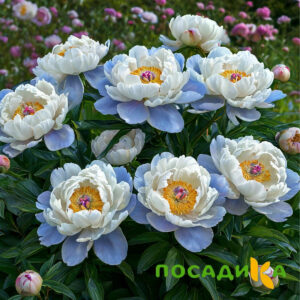Пион акварельный Этюд купить по цене от 806р. в интернет-магазине «Посадика» с доставкой почтой в в Полярные Зорие и по всей России – [изображение №1].
