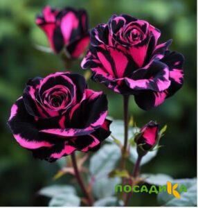 Роза Багровый Шепот купить по цене от 366р. в интернет-магазине «Посадика» с доставкой почтой в в Полярные Зорие и по всей России – [изображение №1].