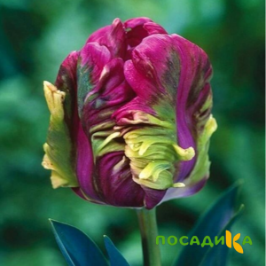 Тюльпан Экзотик Хэвен купить по цене от 186р. в интернет-магазине «Посадика» с доставкой почтой в в Полярные Зорие и по всей России – [изображение №1].