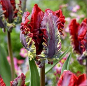 Тюльпан Рококо купить по цене от 350р. в интернет-магазине «Посадика» с доставкой почтой в в Полярные Зорие и по всей России – [изображение №1].