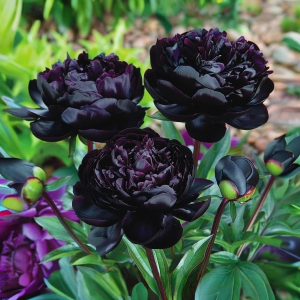 Пион Королевский Бархат купить по цене от 419р. в интернет-магазине «Посадика» с доставкой почтой в в Полярные Зорие и по всей России – [изображение №1].