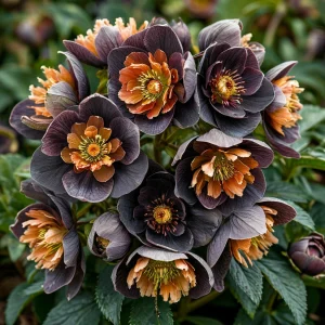 Морозник Блум Айс купить по цене от 499р. в интернет-магазине «Посадика» с доставкой почтой в в Полярные Зорие и по всей России – [изображение №1].