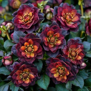 Морозник Сноу Дроп купить по цене от 348р. в интернет-магазине «Посадика» с доставкой почтой в в Полярные Зорие и по всей России – [изображение №1].