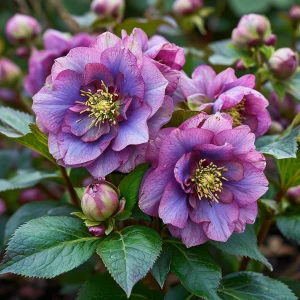 Морозник Айс Принцесс Чарм купить по цене от 650р. в интернет-магазине «Посадика» с доставкой почтой в в Полярные Зорие и по всей России – [изображение №1].